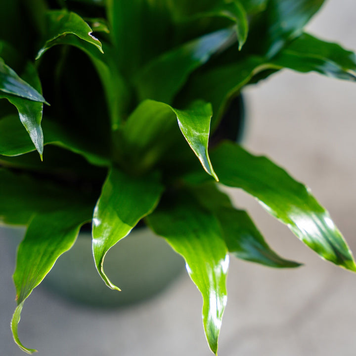 Dracaena Janet Craig Compacta (Compact Dragon Tree)