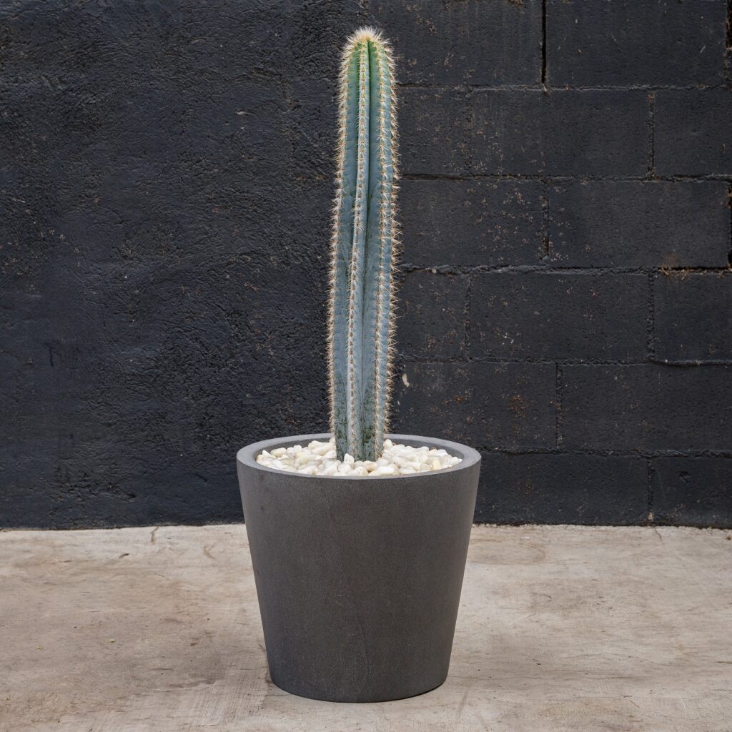 blu cactus Cactus
