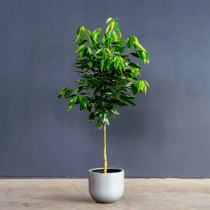 Canela Cinnamon Tree (Cinnamomum verum)