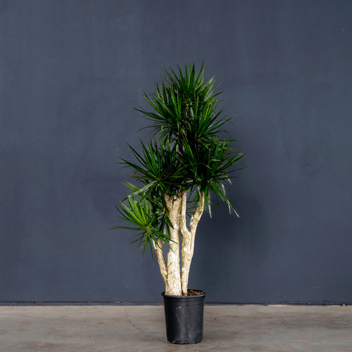 Dracaena Marginata Stump (Dragon Plant)
