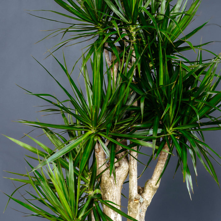 Dracaena Marginata Stump (Dragon Plant)