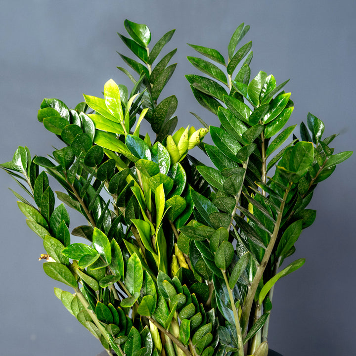 ZZ plant (Zamioculcas Zamifolia)
