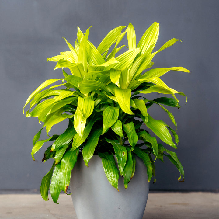Dracaena Fragrans Limelight (Dragon Plant)