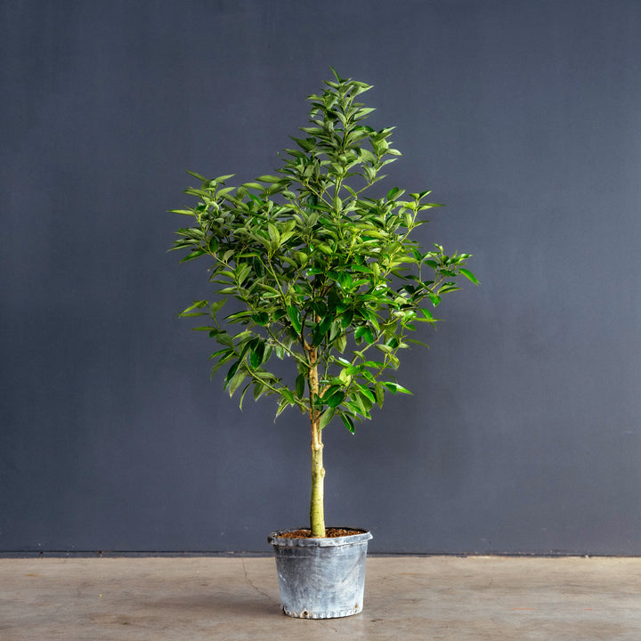 Canela Cinnamon Tree (Cinnamomum verum)