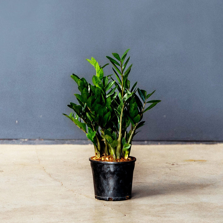 ZZ plant (Zamioculcas Zamifolia)