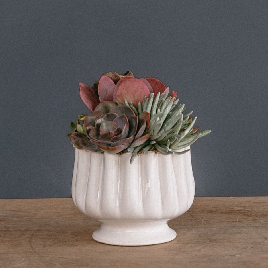 live succulent arrangement Small Bowl of Succulents