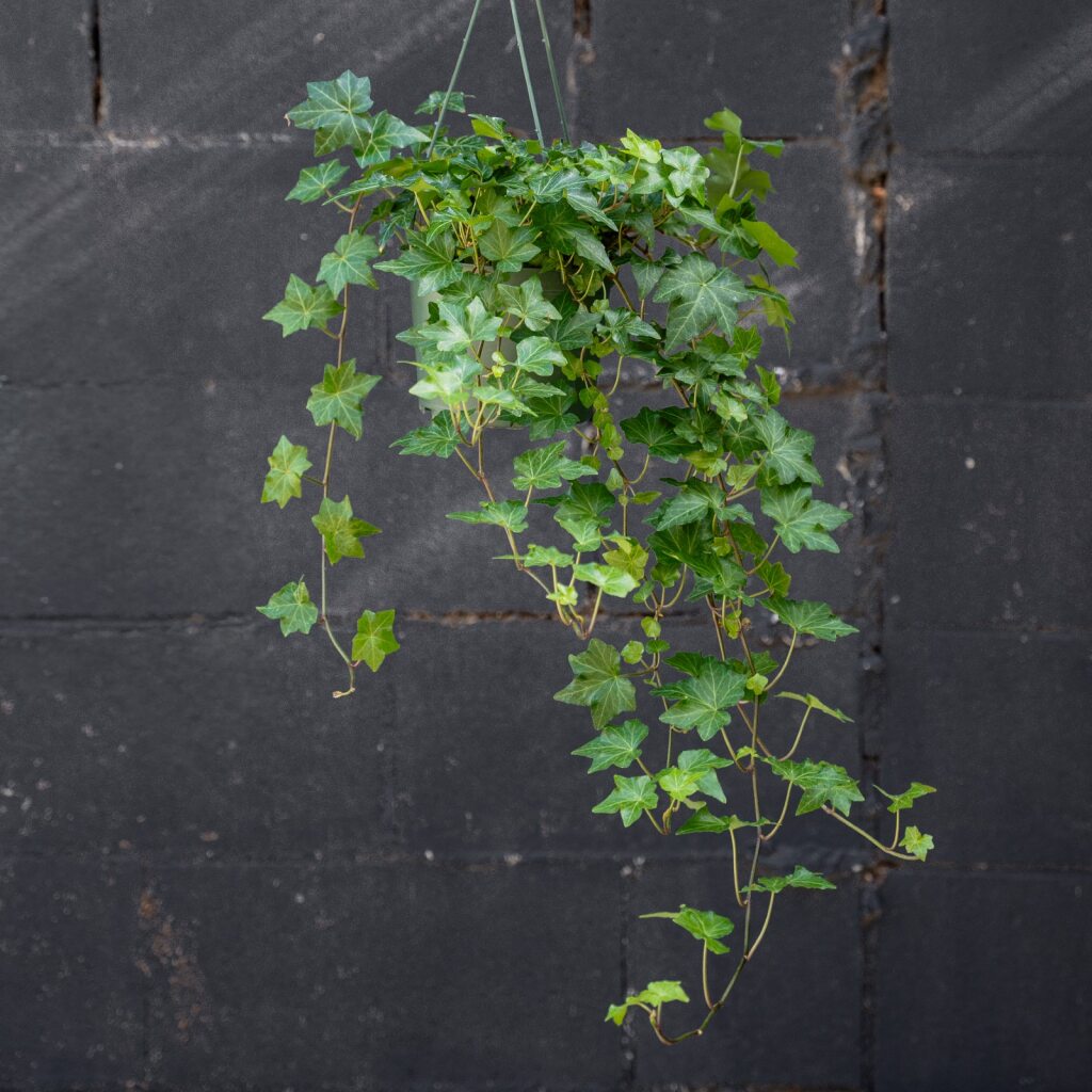 hedera indoor plant Ivy Hedera California (Hedera helix)