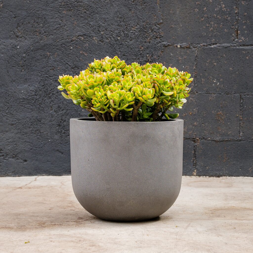 jade crosby plant Crassula