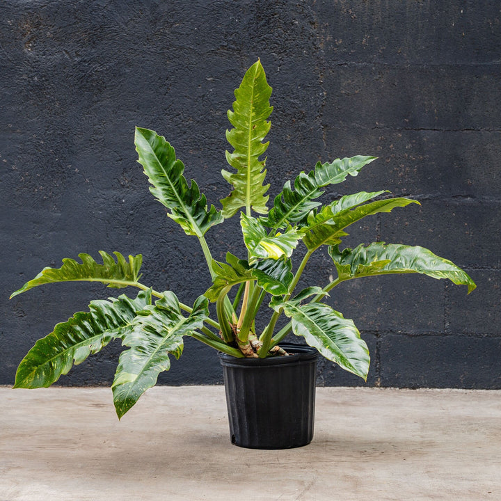 Philodendron Ring of Fire (Philodendron serratum)