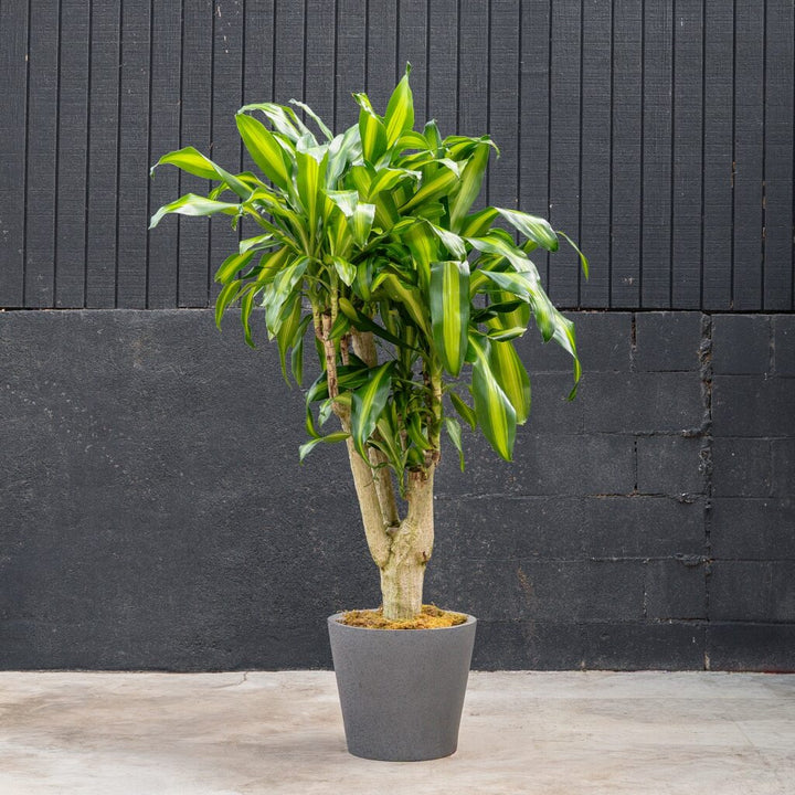 Dracaena Fragrans 'Massangeana' Stump (Dragon Plant)