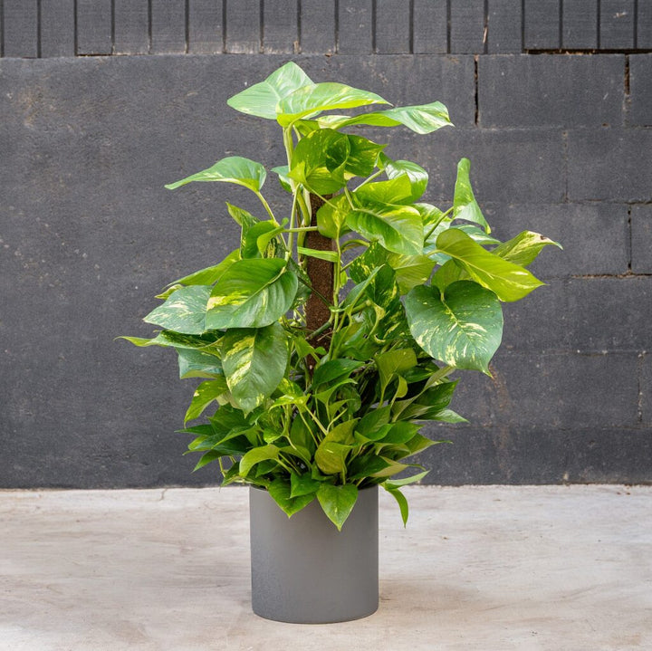 Pothos on Pole - Golden (Epipremnum Aureum)