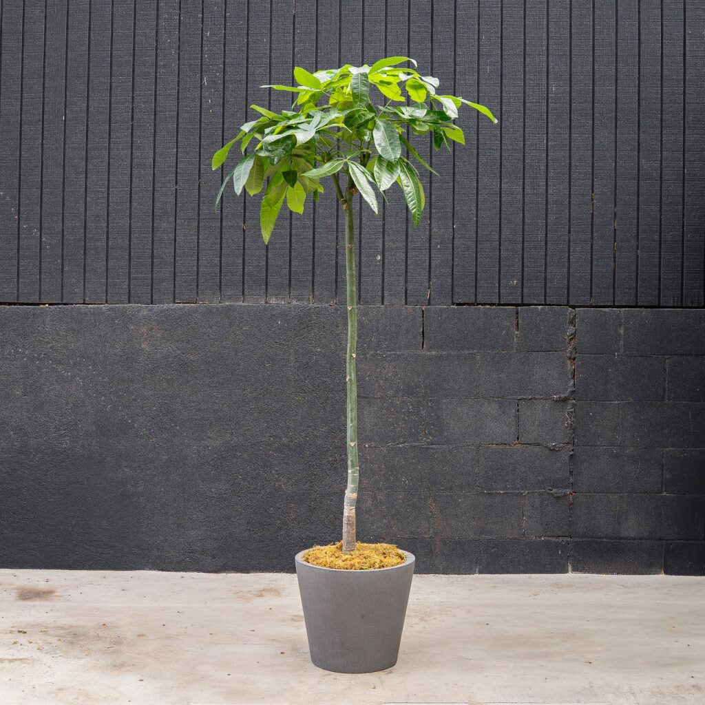 aquatica money tree Money Tree Stump (Pachira aquatica)