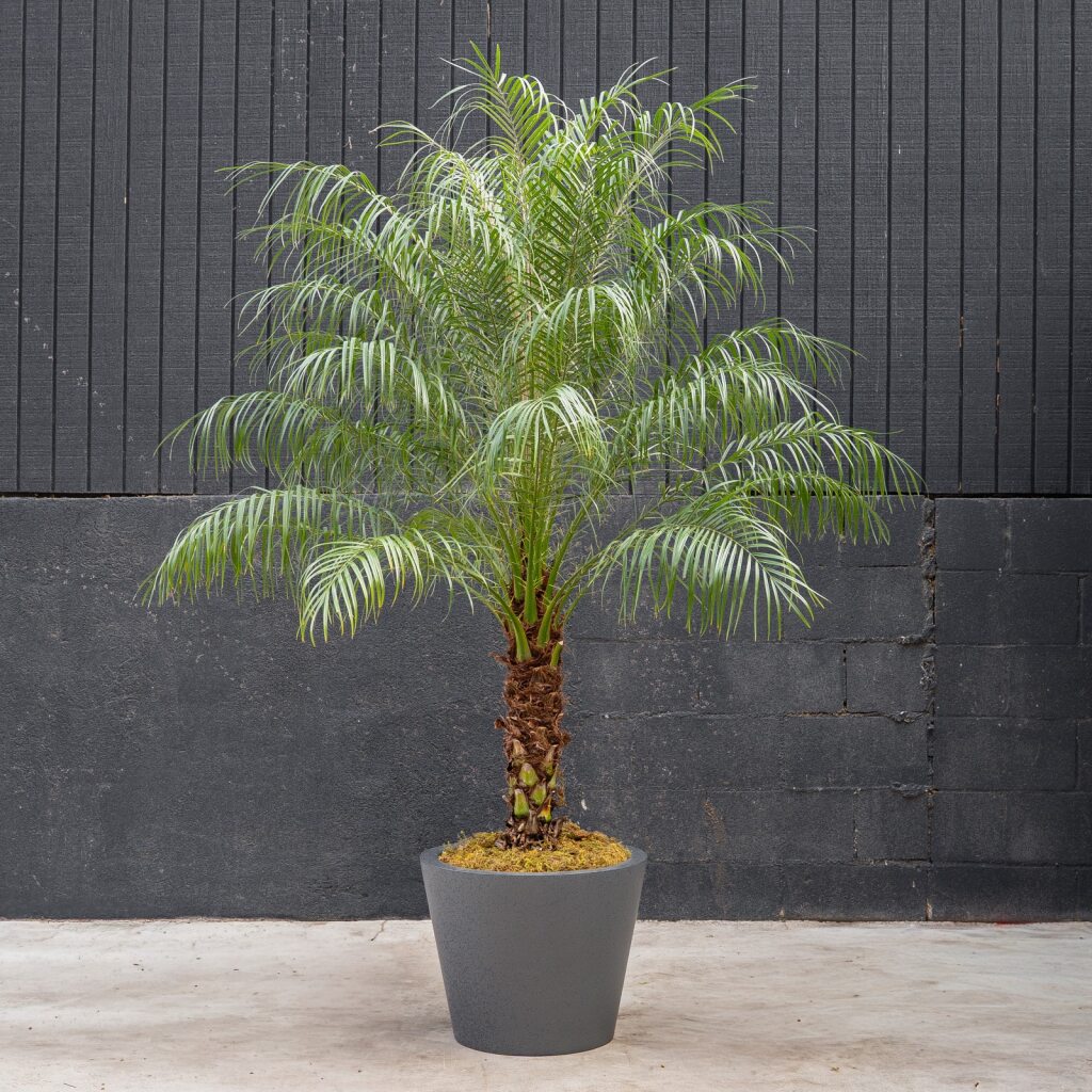 plant phoenix roebelenii palm Palm