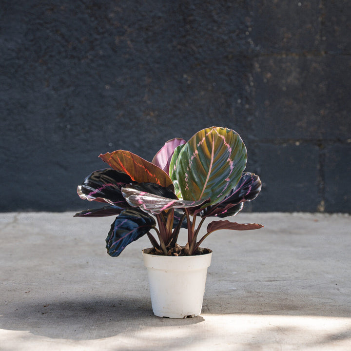 Calathea Dottie (Goeppertia roseopicta)