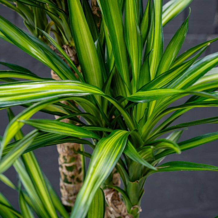 Dracaena Randy (Dragon Plant)