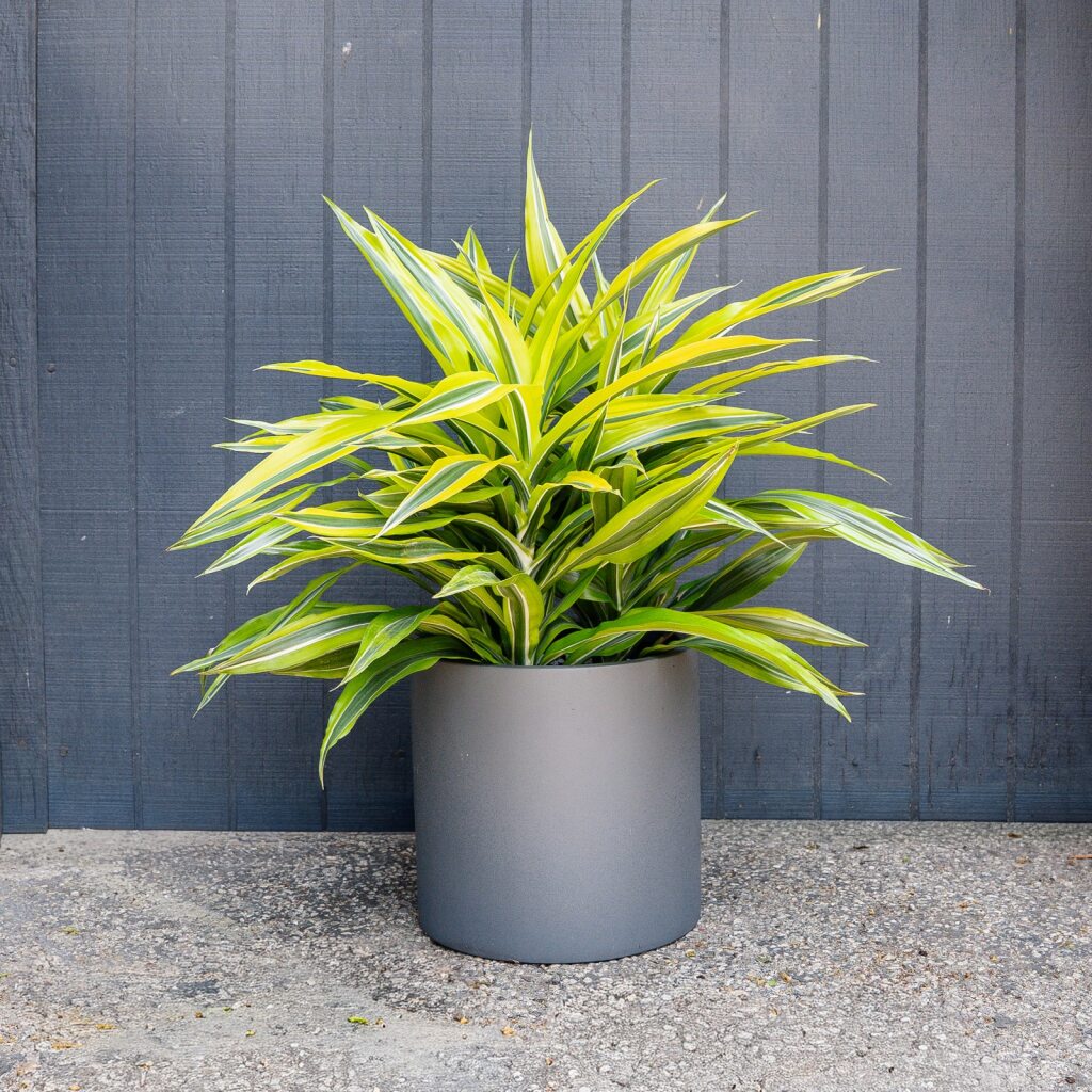 dracaena deremensis plant Dracaena Green Stripe (Dracaena Deremensis)