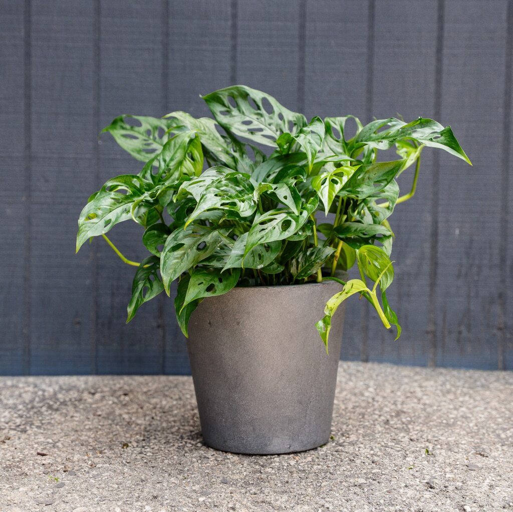 monstera narrow leaf adansonii Monstera Adansonii – Swiss Cheese Plant (Narrow Form)