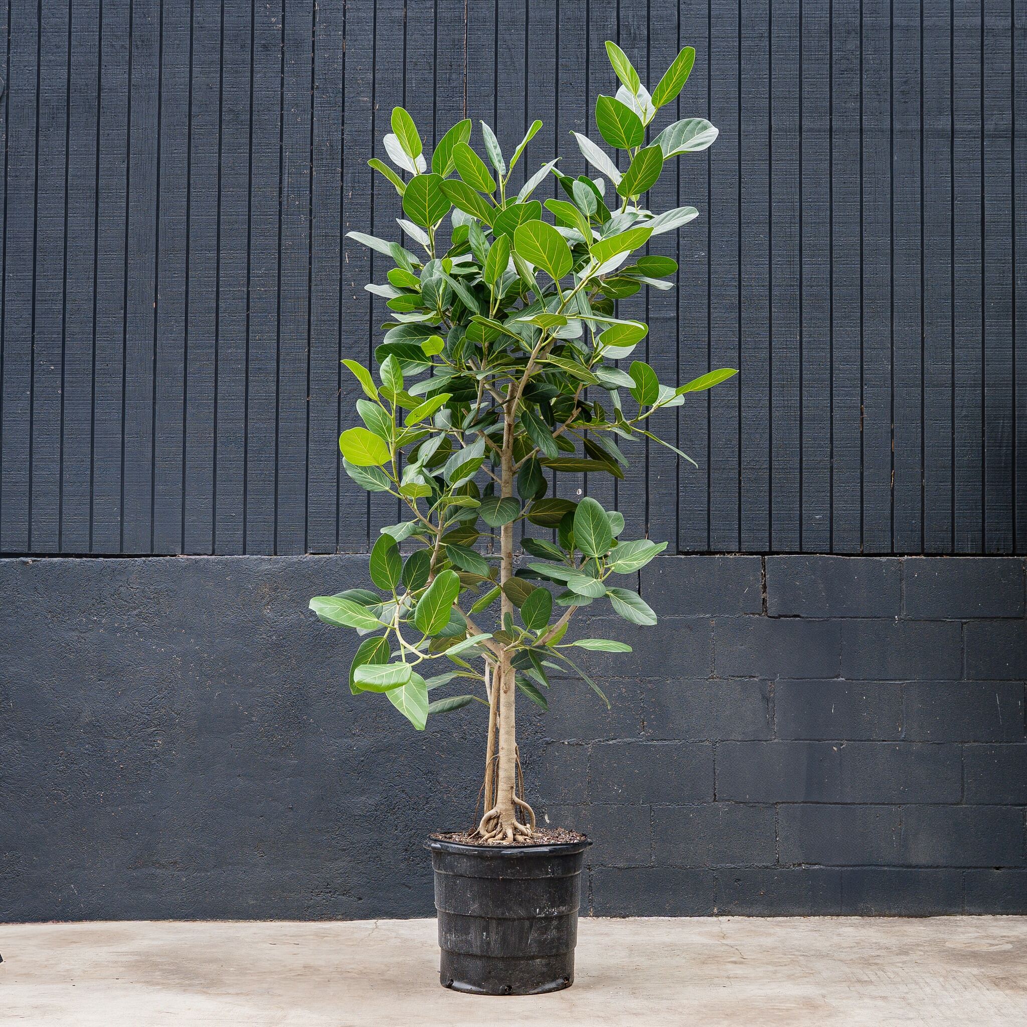 audrey ficus tree Ficus Audrey Standard (Ficus benghalensis)