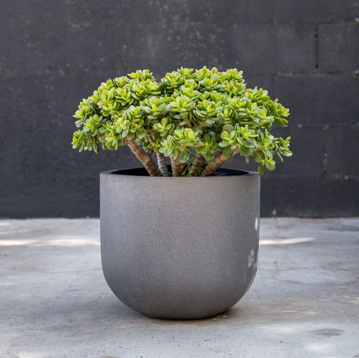 Crassula - Crosby Jade (Ovata Crosby’s Compacta)