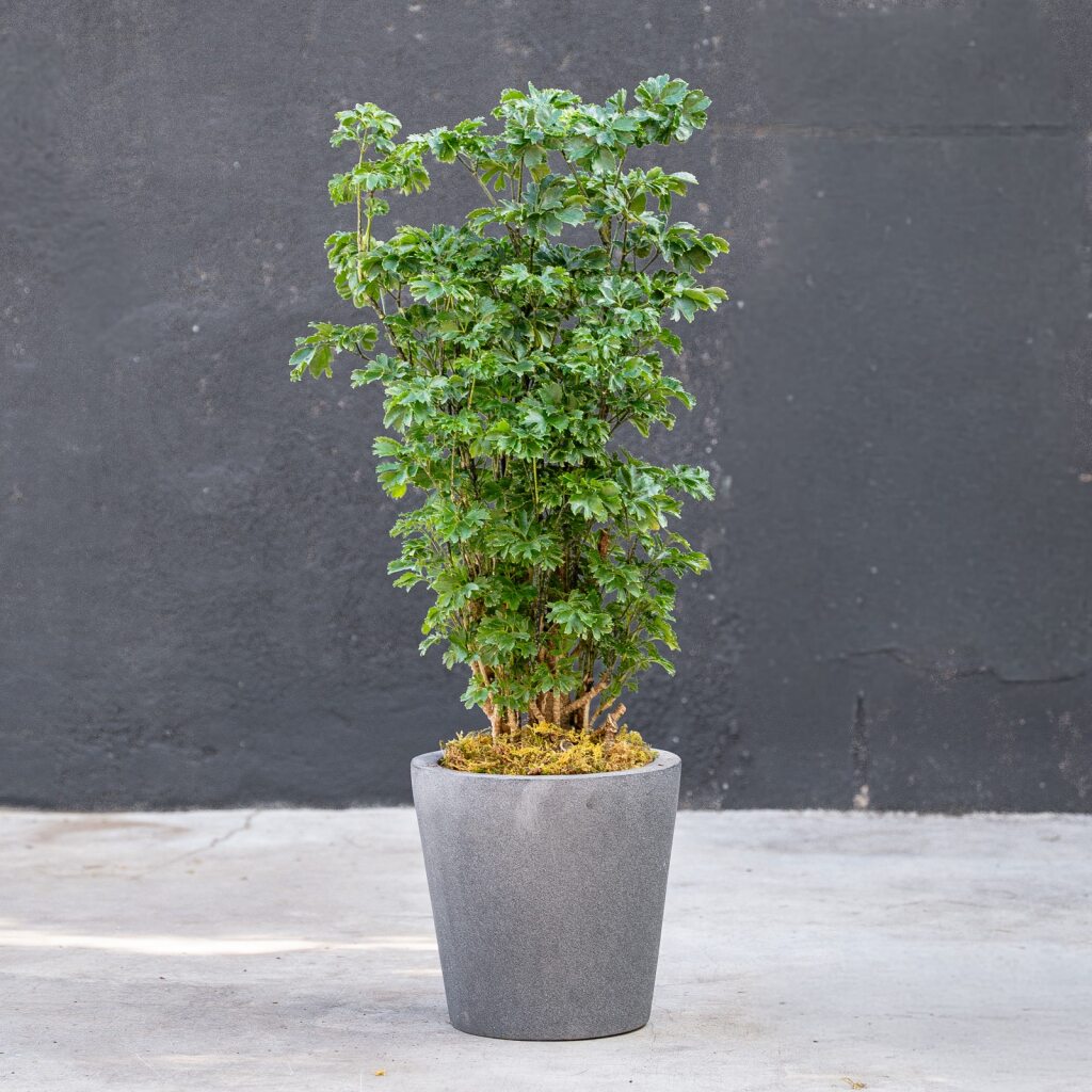 Aralia Ming Parsley (Polyscias fruticosa) – Rolling Greens