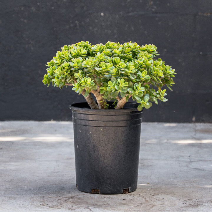 Crassula - Crosby Jade (Ovata Crosby’s Compacta)