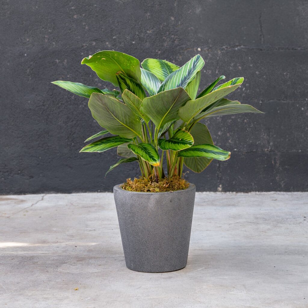 Calathea Beauty Star (Calathea ornata) – Rolling Greens