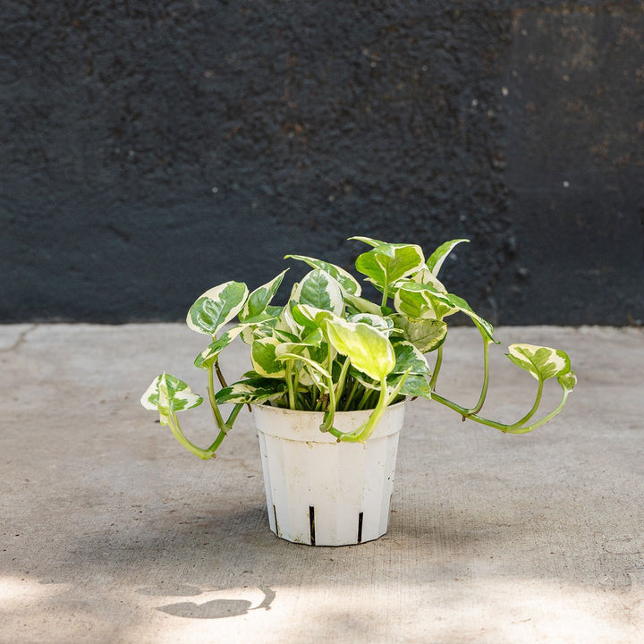 Pothos - Njoy (Epipremnum aureum 'Njoy')