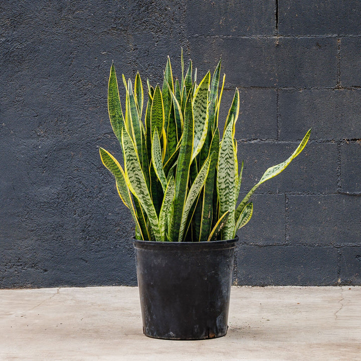 Snake Plant (Sansevieria Trifasciata Laurentii)