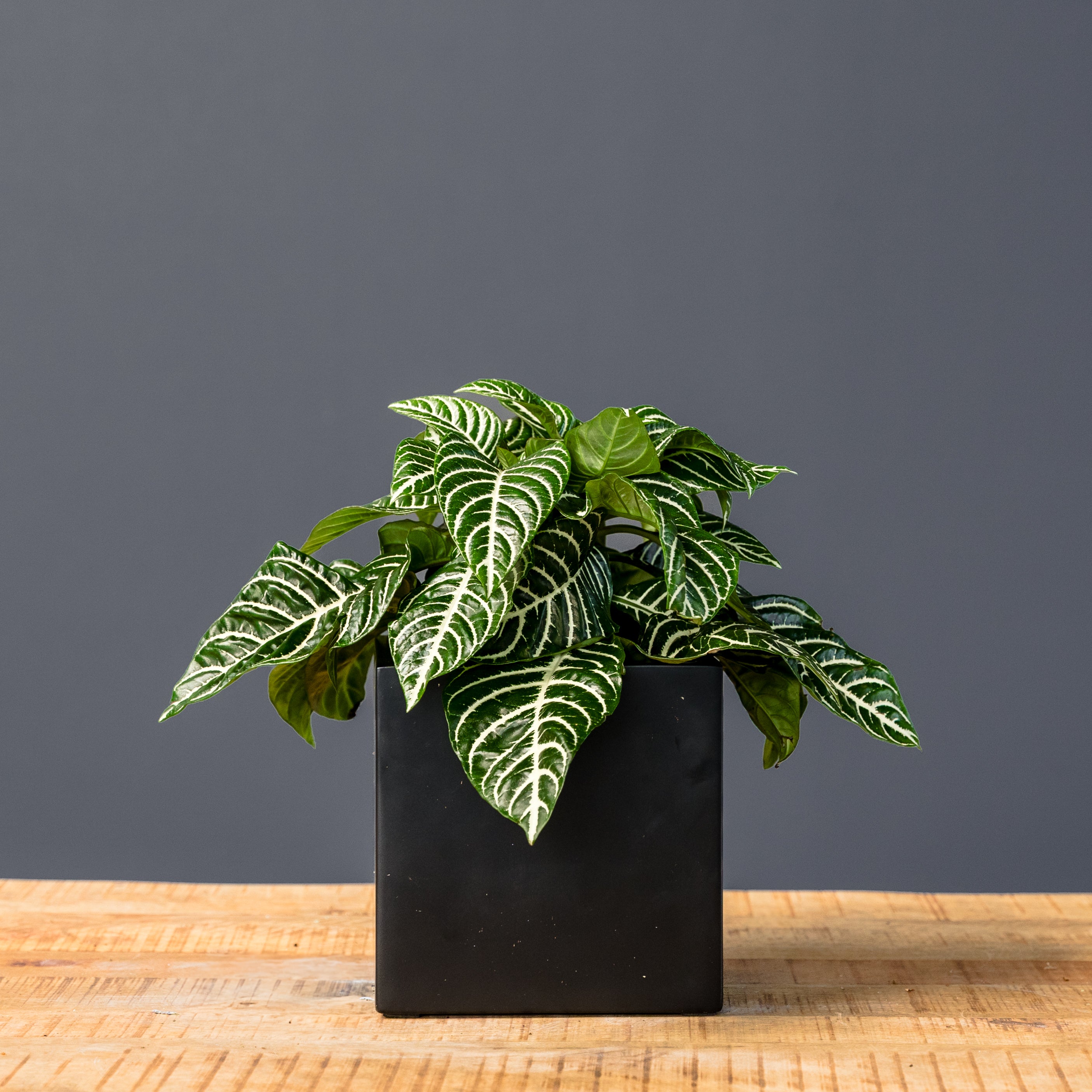 zebra plant indoor or outdoor Zebra Plant (Aphelandra) – Rolling Greens