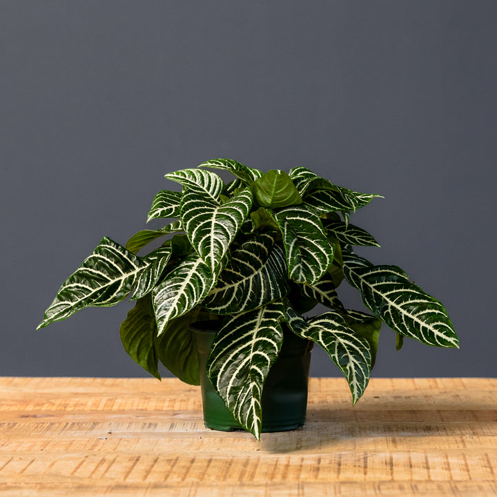 Zebra Plant (Aphelandra)