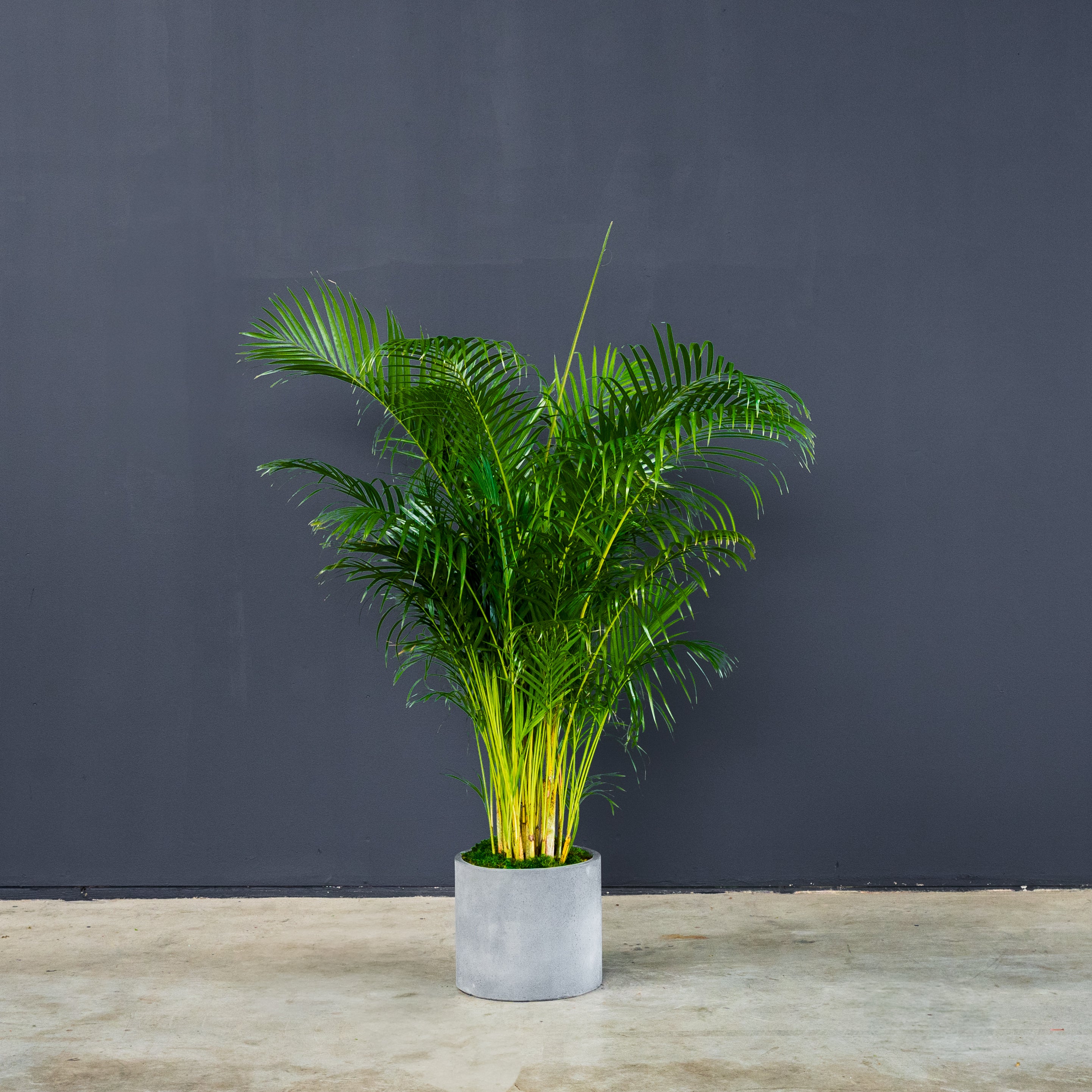 mini areca palm Palm