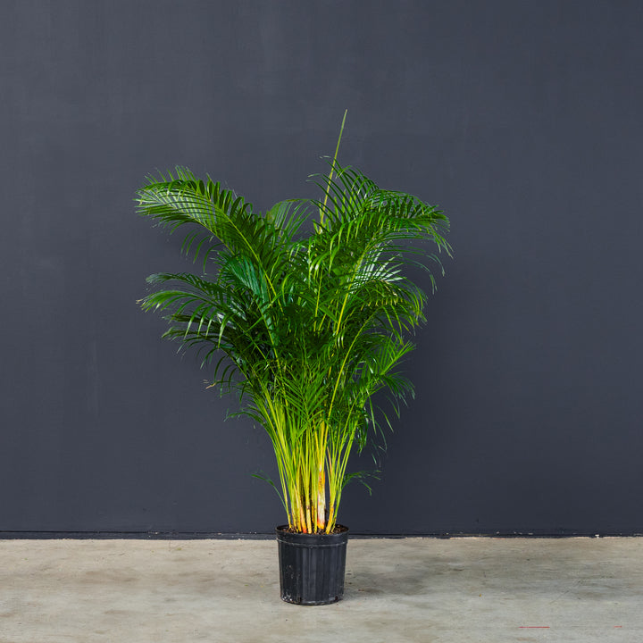 Palm - Areca (Dypsis Lutescens)