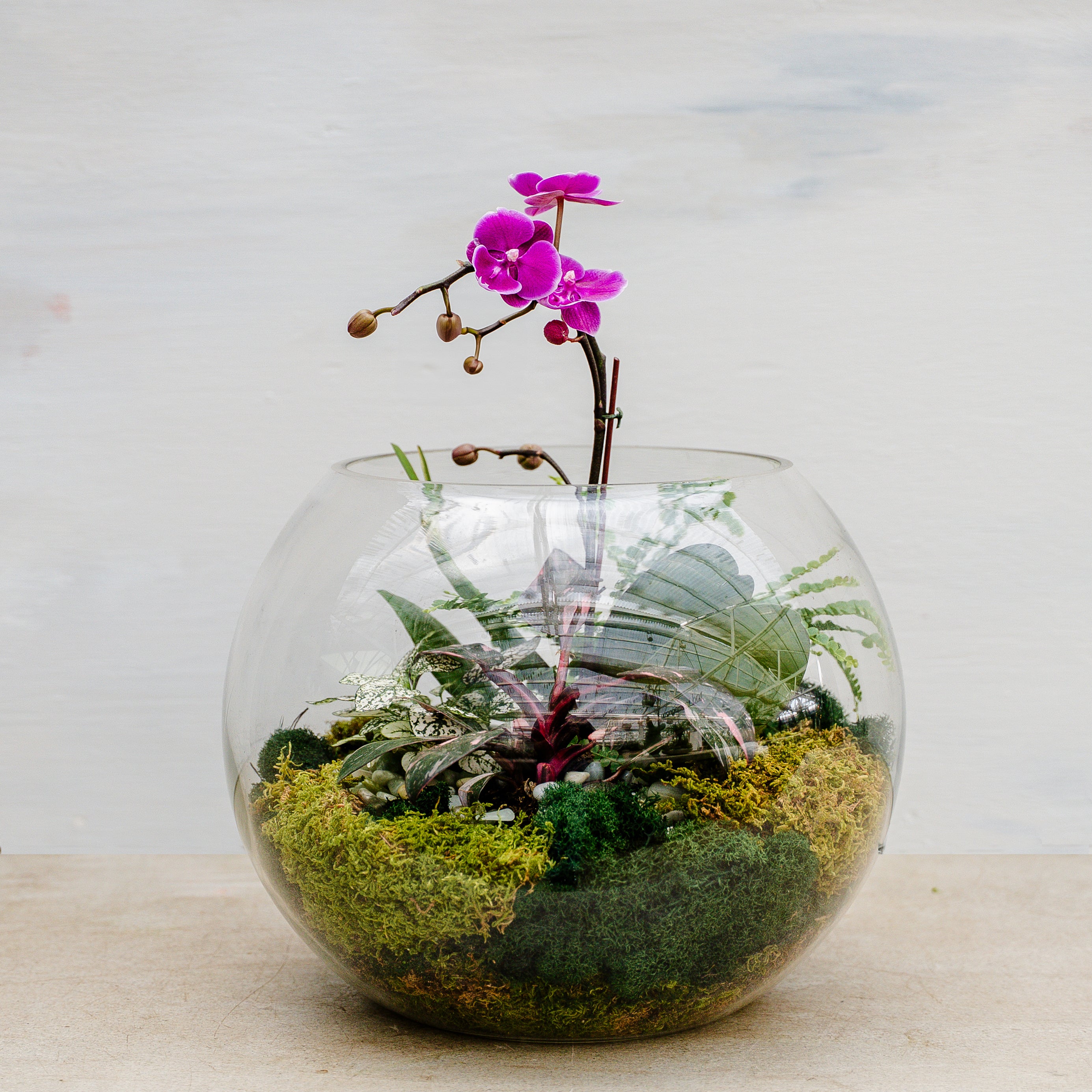 Amethyst Orchid Terrarium