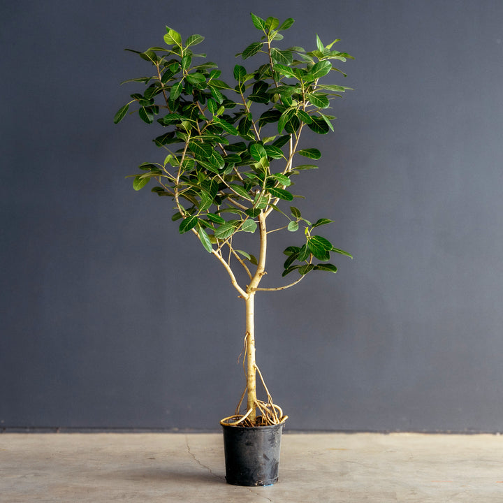 Ficus Audrey (Ficus benghalensis)