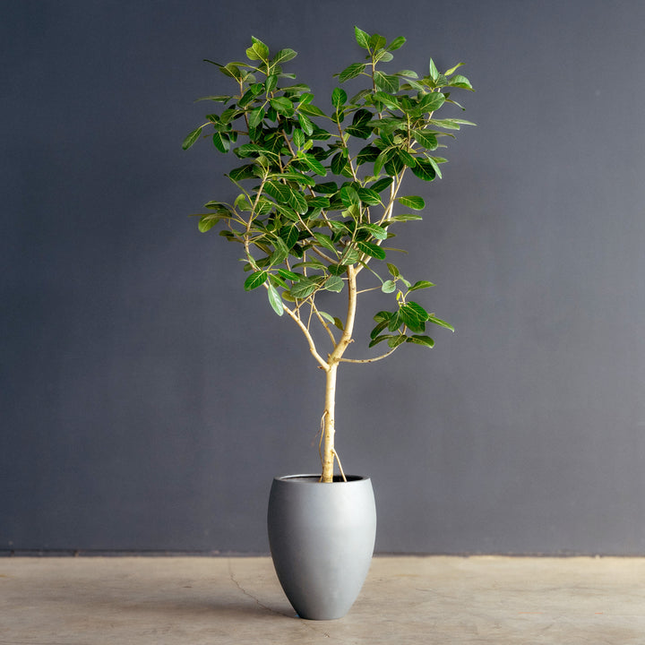 Ficus Audrey (Ficus benghalensis)