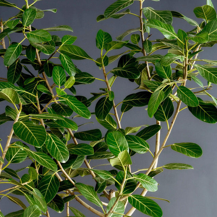 Ficus Audrey (Ficus benghalensis)