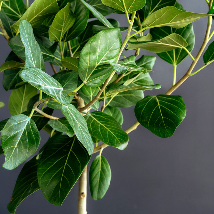 Ficus Audrey (Ficus benghalensis)