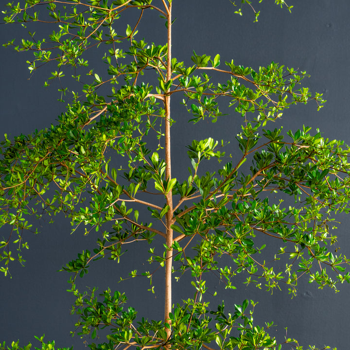 Black Olive (Bucida buceras)