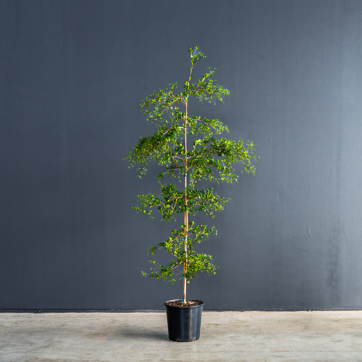 Black Olive (Bucida buceras)