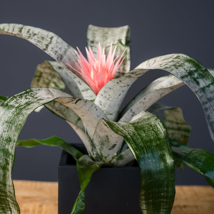 Bromeliad (Aechmea Faciata)