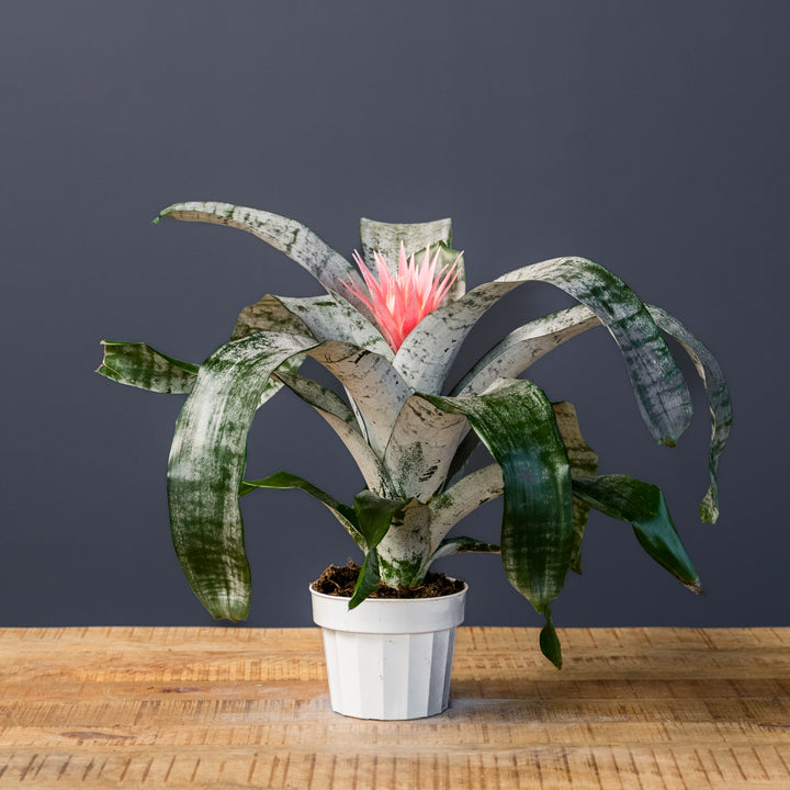 Bromeliad (Aechmea Faciata)