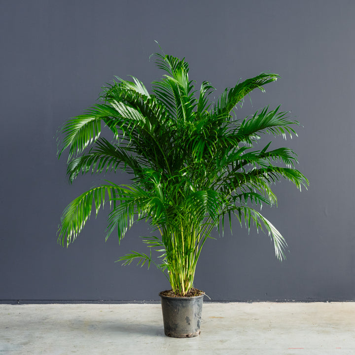 Palm - Cat (Chamaedora cataracterum)