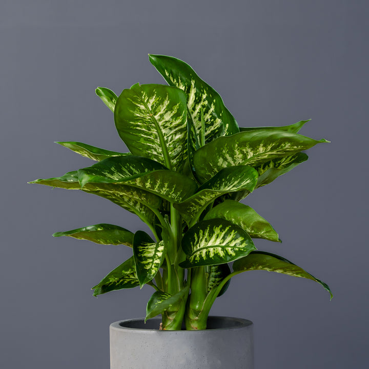 Dumb Cane (Dieffenbachia 'Tropic Snow')