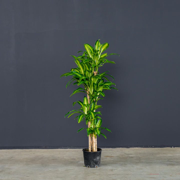 Dracaena Fragrans 'Massangeana' (Dragon Tree)