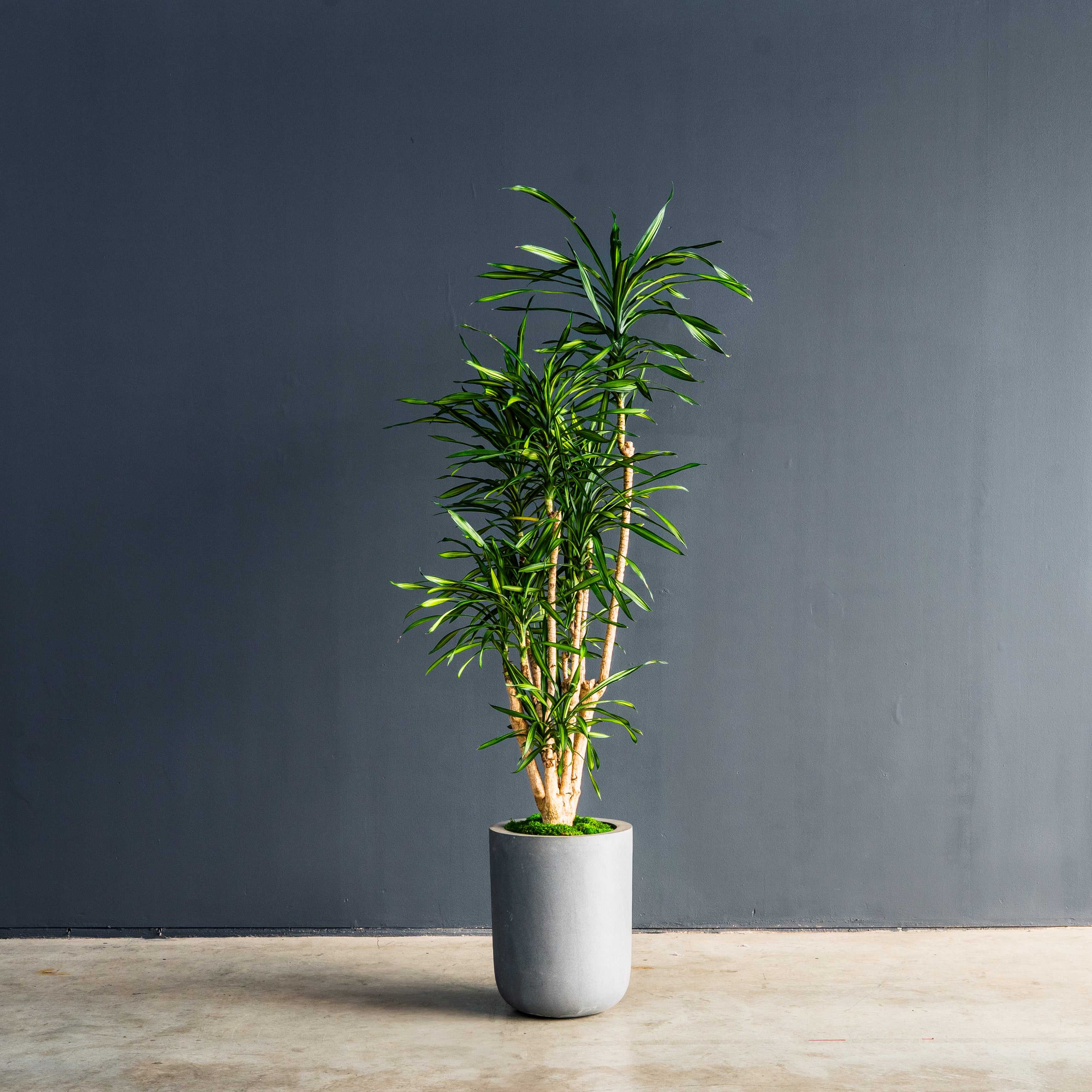 dracaena rempotage Dracaena Randy (Dragon Plant)