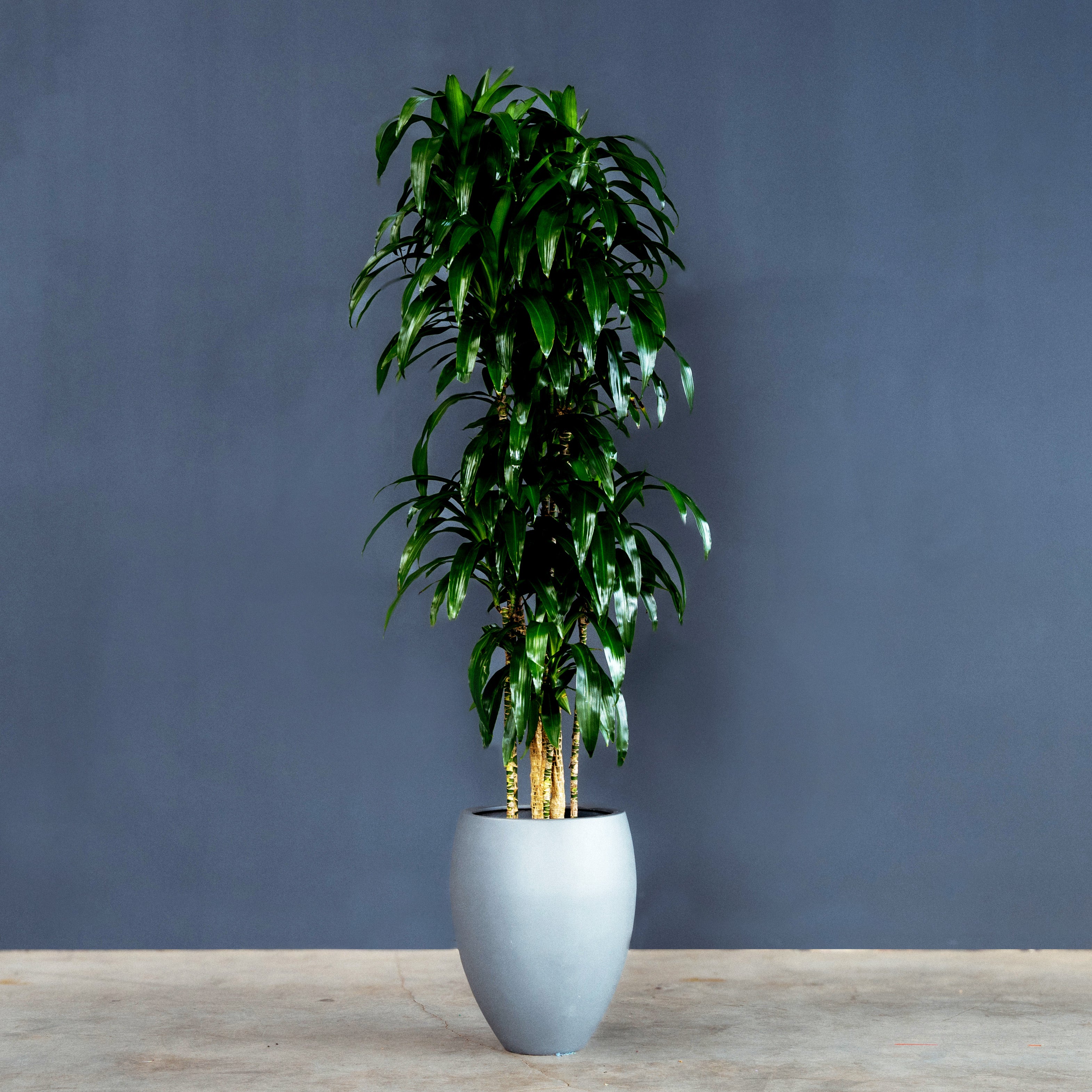 dracaena mona lisa Dracaena Fragrans Lisa (Dragon Tree)