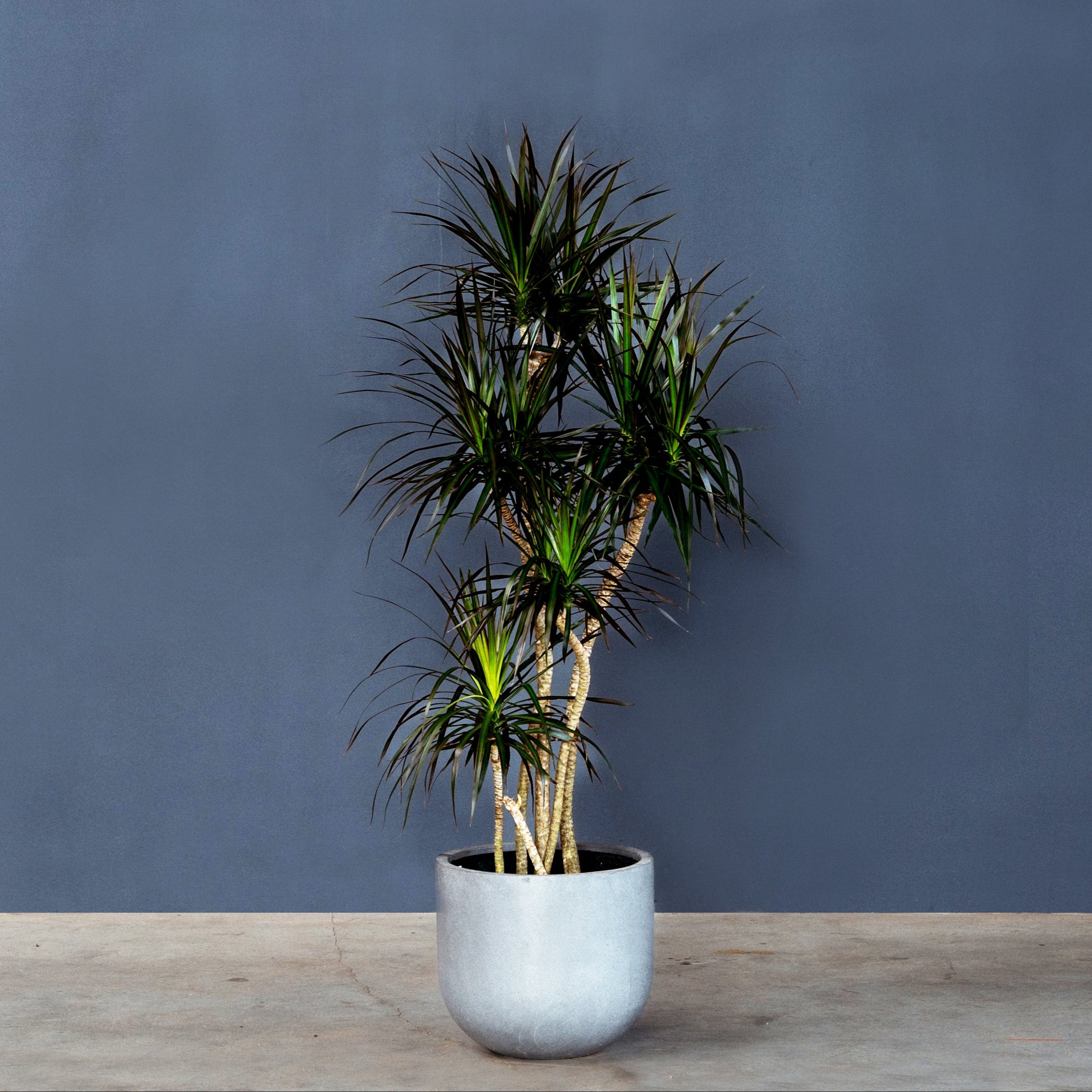 dracaena marginata root bound Dracaena Marginata (Dragon Plant)