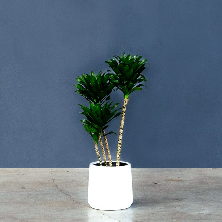 Dracaena Janet Craig Compacta (Compact Dragon Tree)