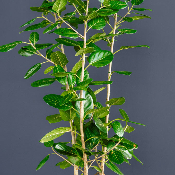 Ficus Audrey Column (Ficus benghalensis)