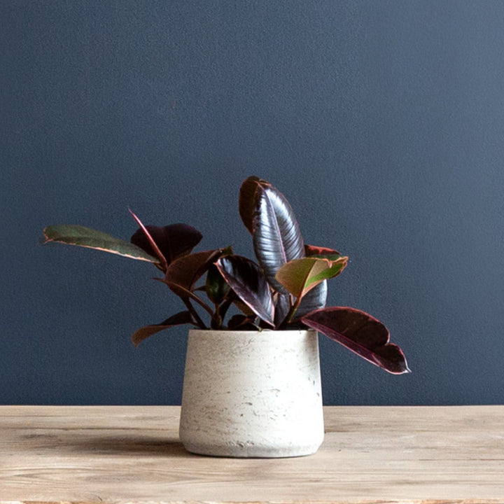 Ficus Elastica 'Ruby' (Rubber Plant)